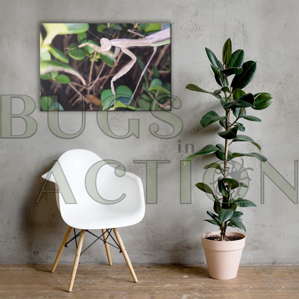 Mantis In Bush Canvas 24×36